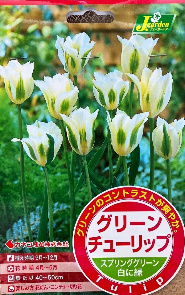 グリーンチューリップ スプリンググリーン