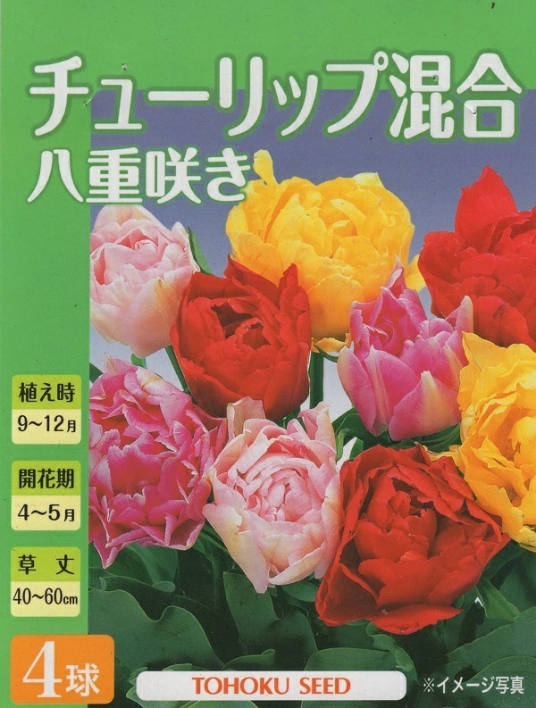 チューリップ八重咲混合
