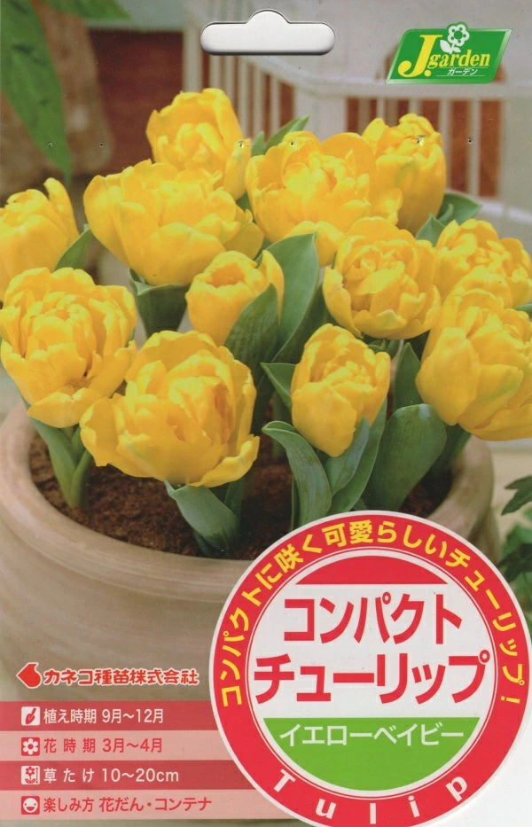 コンパクトチューリップ イエローベイビー