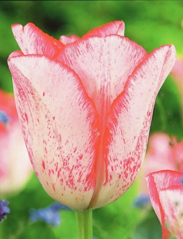 チューリップ　ビューティートレンド