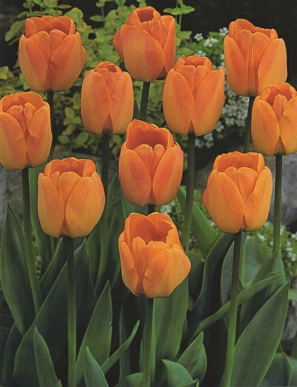 チューリップ　デイドリーム