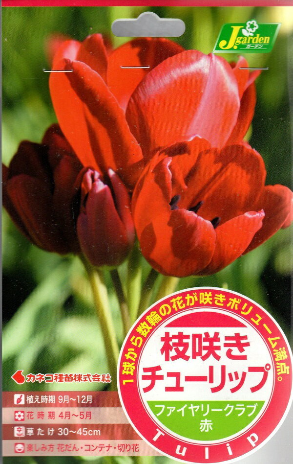 枝咲きチューリップ ファイヤリークラブ