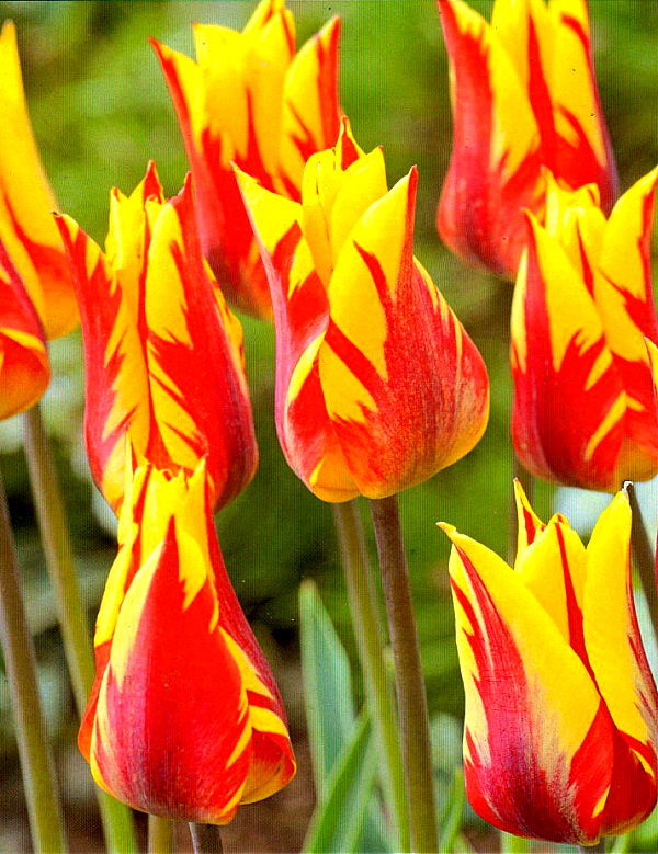 チューリップ　ファイヤーワークス