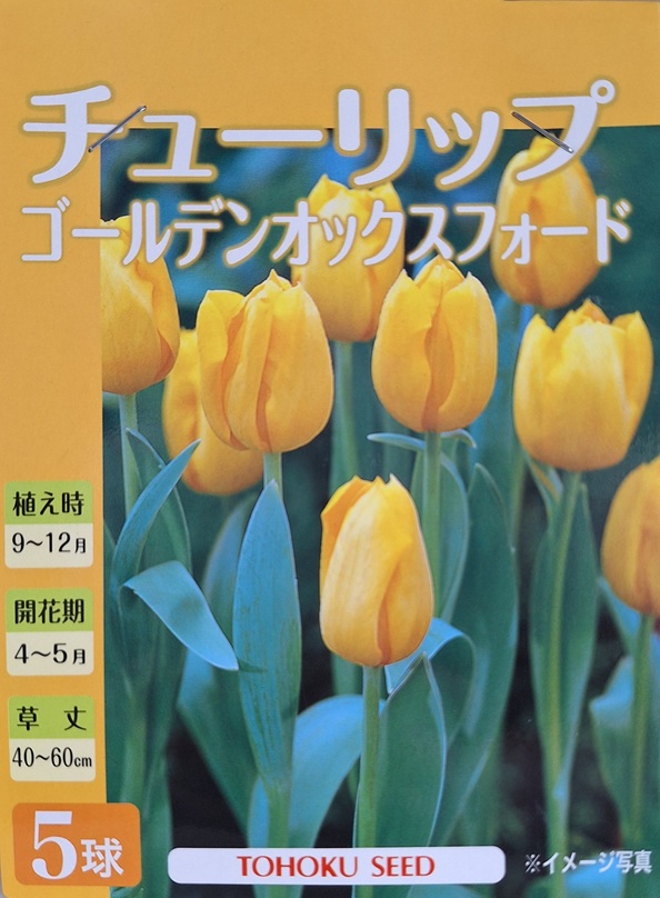 チューリップ ゴールデンオックスフォード