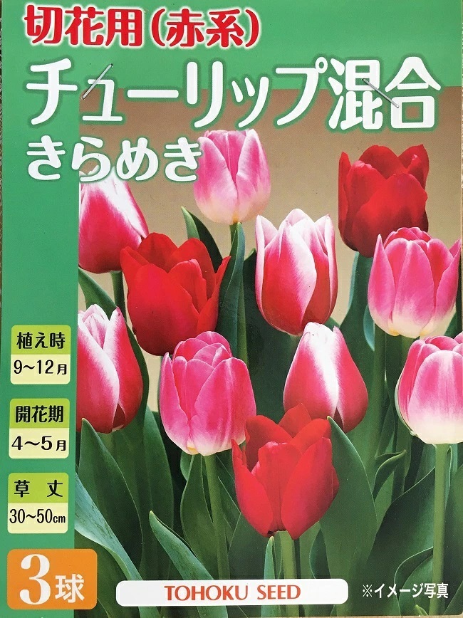 チューリップきらめき