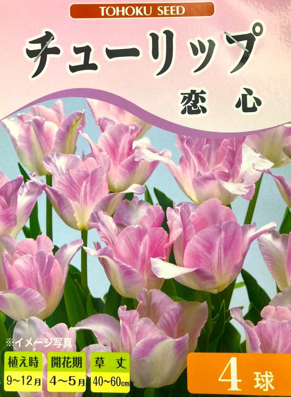 チューリップ 恋心（こいごころ）