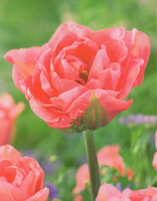 チューリップ　マリアージュ