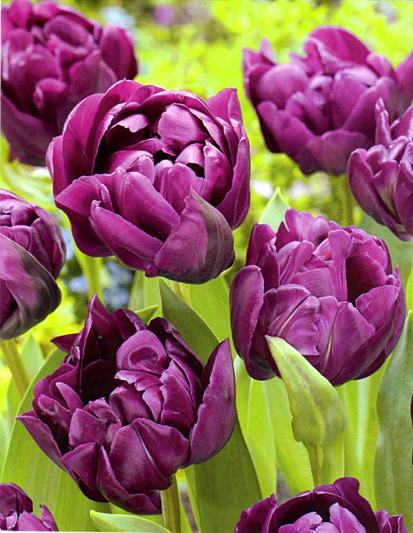 チューリップ　ネグリタダブル