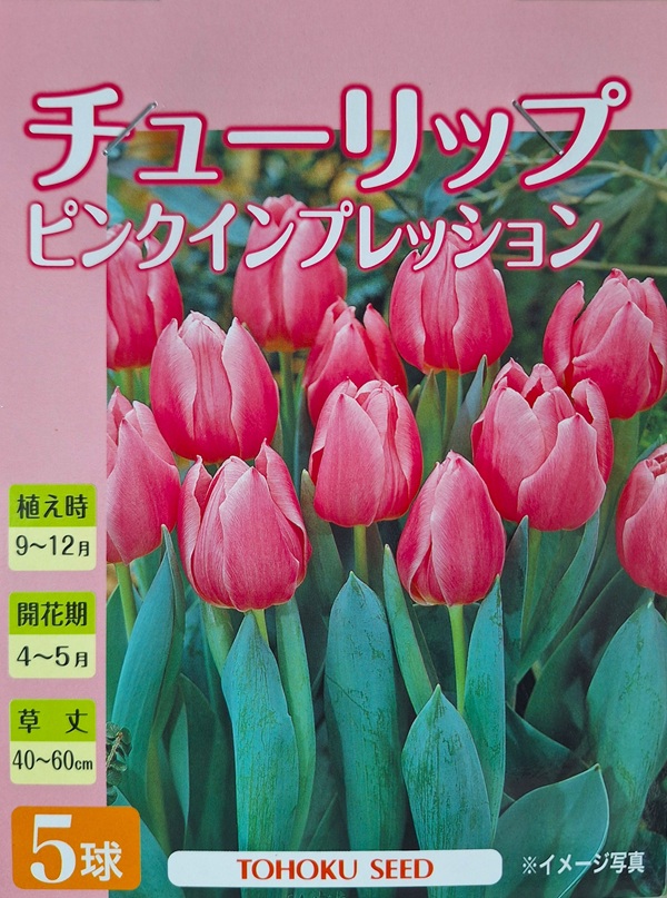 チューリップ ピンクインプレッション