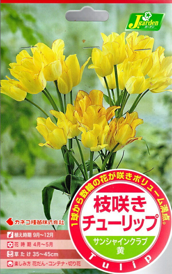 枝咲きチューリップ サンシャインクラブ