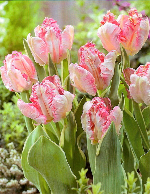 チューリップ　シルバーパーロット