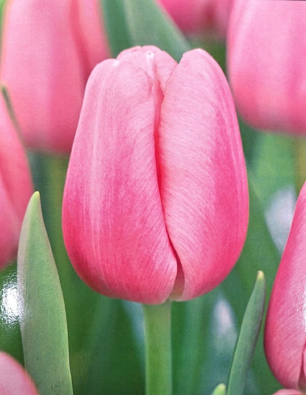 チューリップ　トレサー