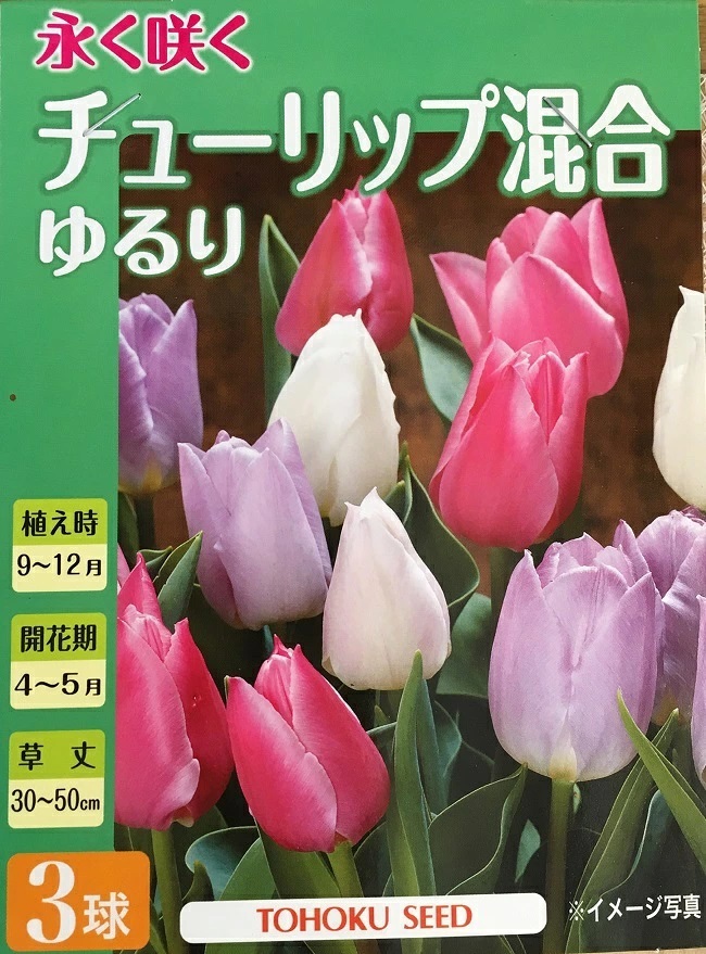 チューリップゆるり