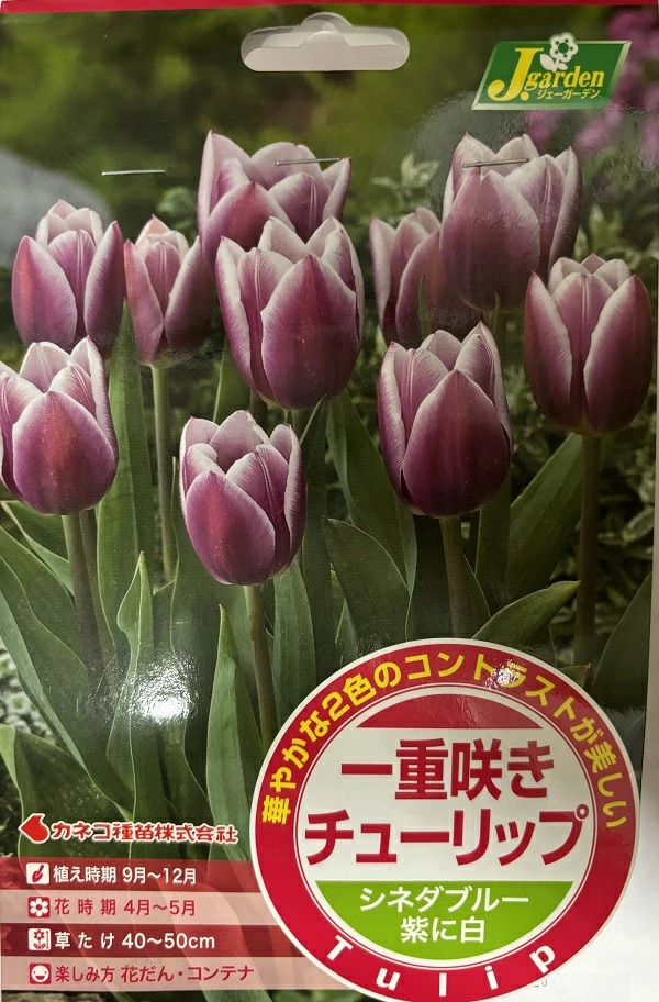 一重咲きチューリップ シネダブルー