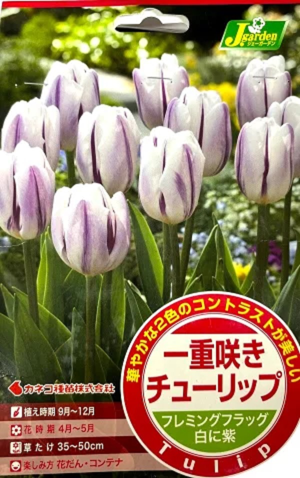 一重咲きチューリップ フレミングフラッグ