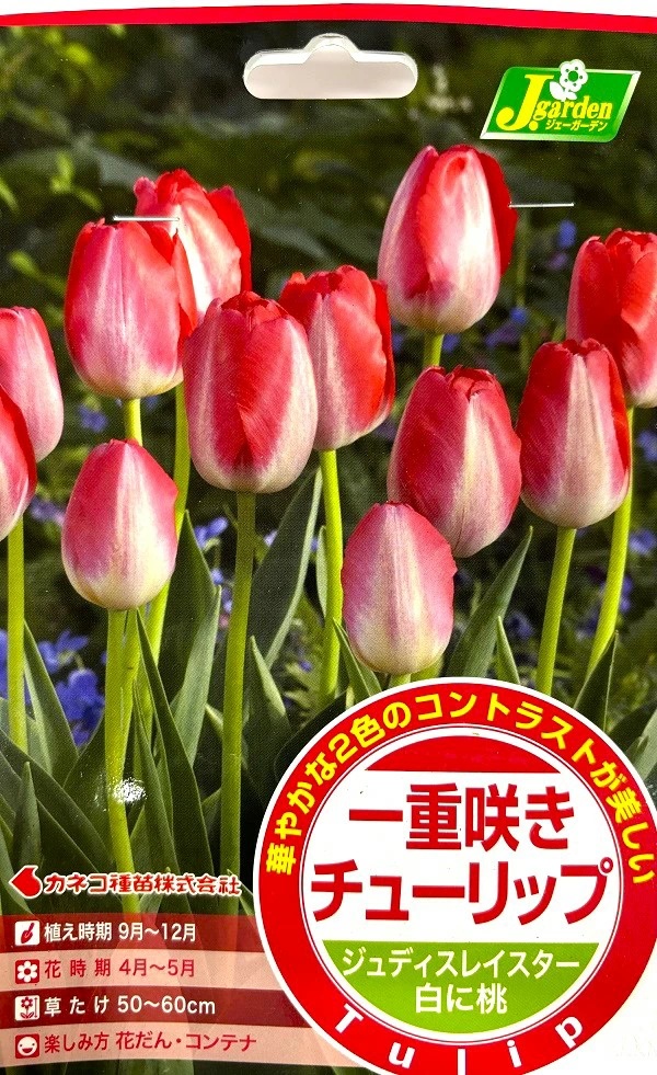一重咲きチューリップ ジュディレイスター