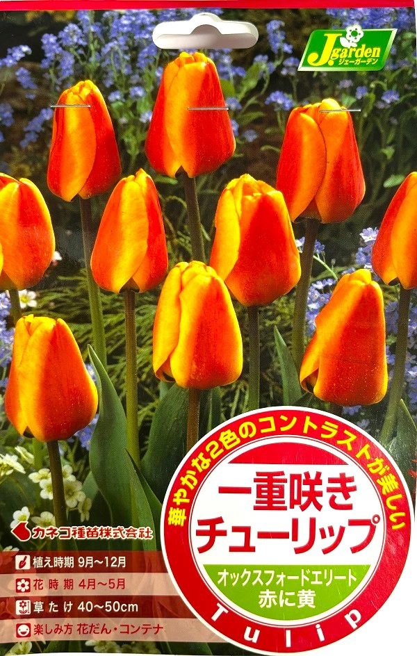 一重咲きチューリップ オックスフォードエリート