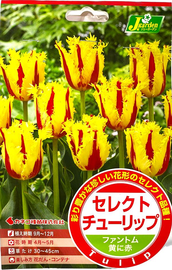 セレクトチューリップ ファントム
