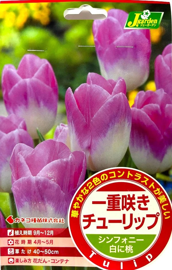 一重咲きチューリップ シンフォニー
