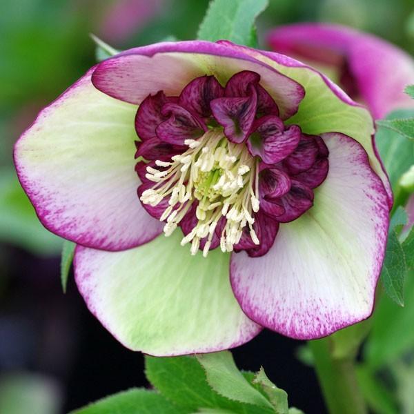 花苗 ミヨシのクリスマスローズ チェリーシフォン 9cmポット 1苗