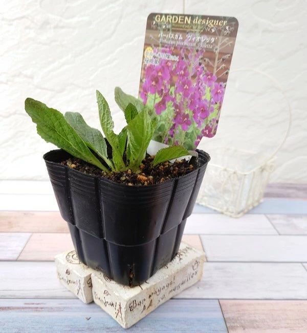 バーバスカム ヴィオレッタ