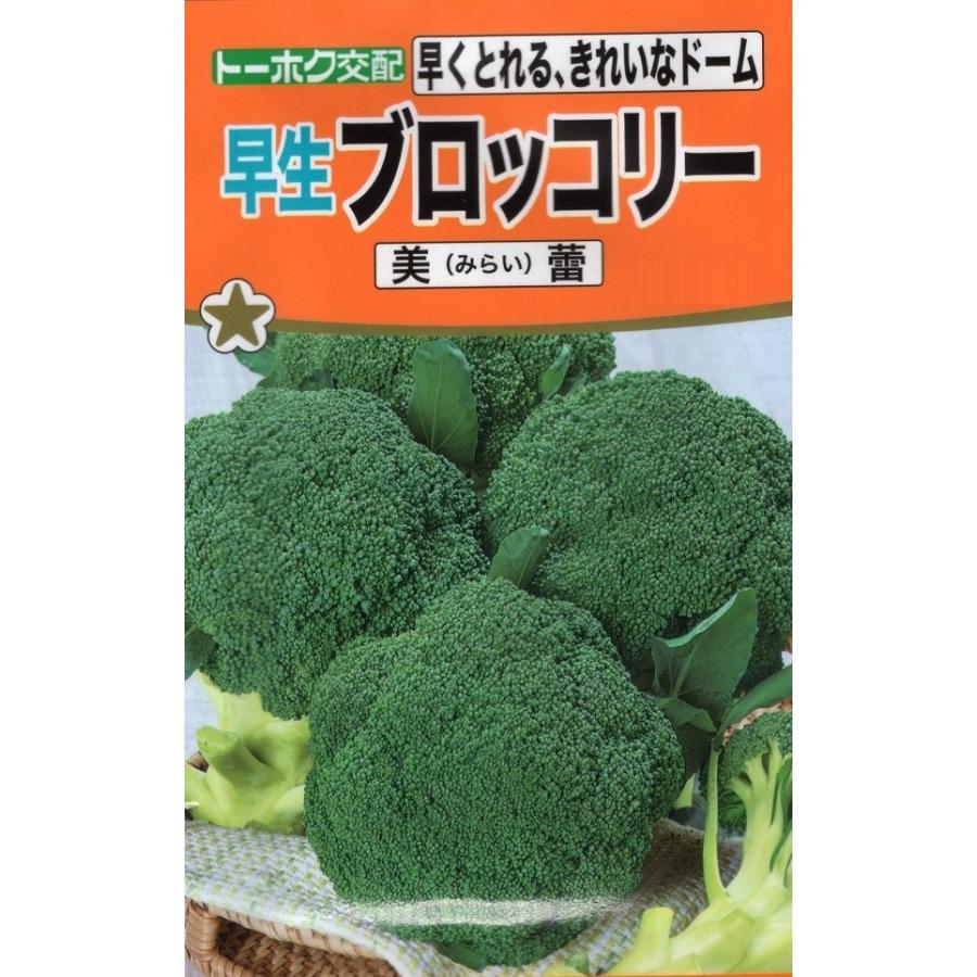 早生ブロッコリー美蕾