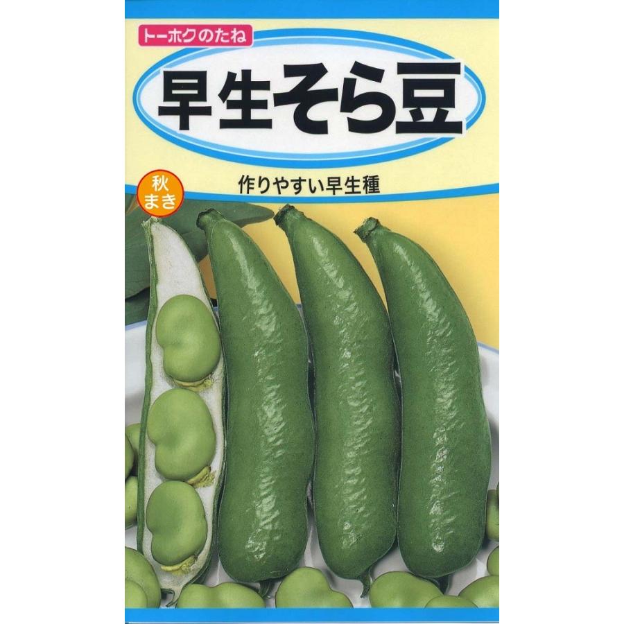 早生そら豆