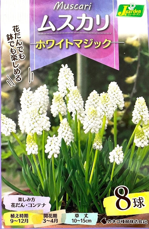 ムスカリ　ホワイトマジック