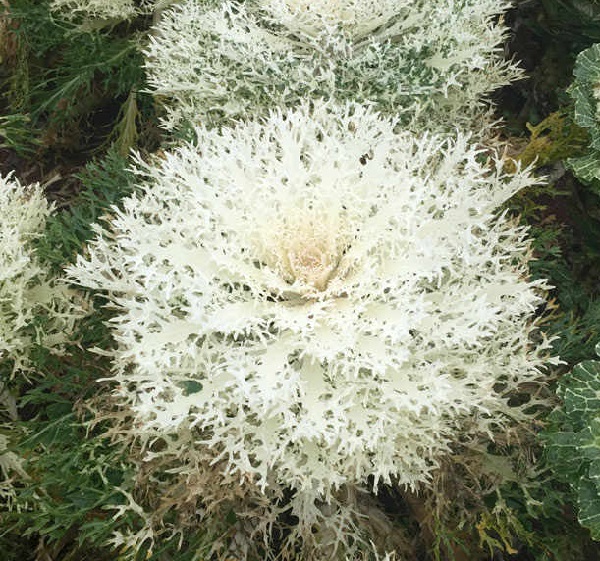 ケール　ホワイトピーコック