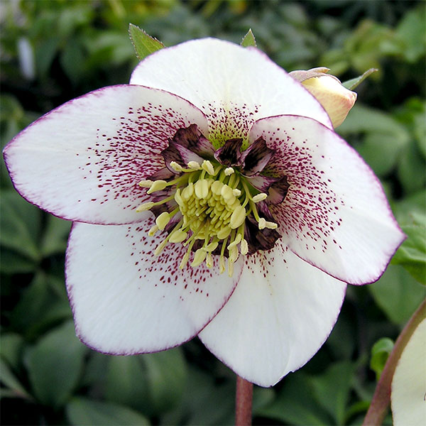 クリスマスローズ　ホワイトシュガーシフォン