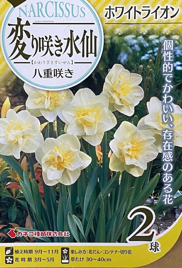 変り咲き水仙 ホワイトライオン