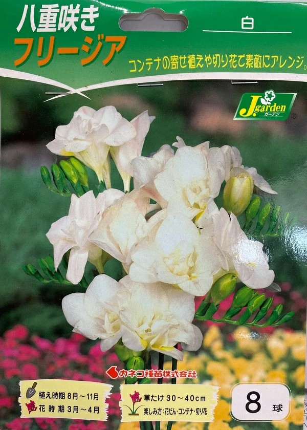 八重咲きフリージア白