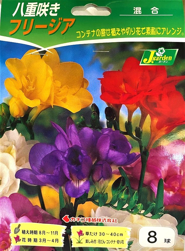 八重咲きフリージア混合