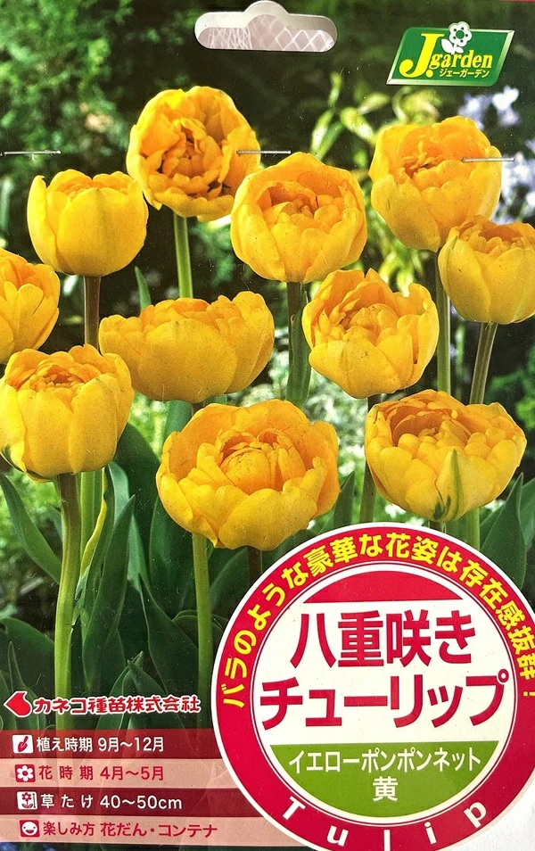 八重咲きチューリップ イエローポンポンネット