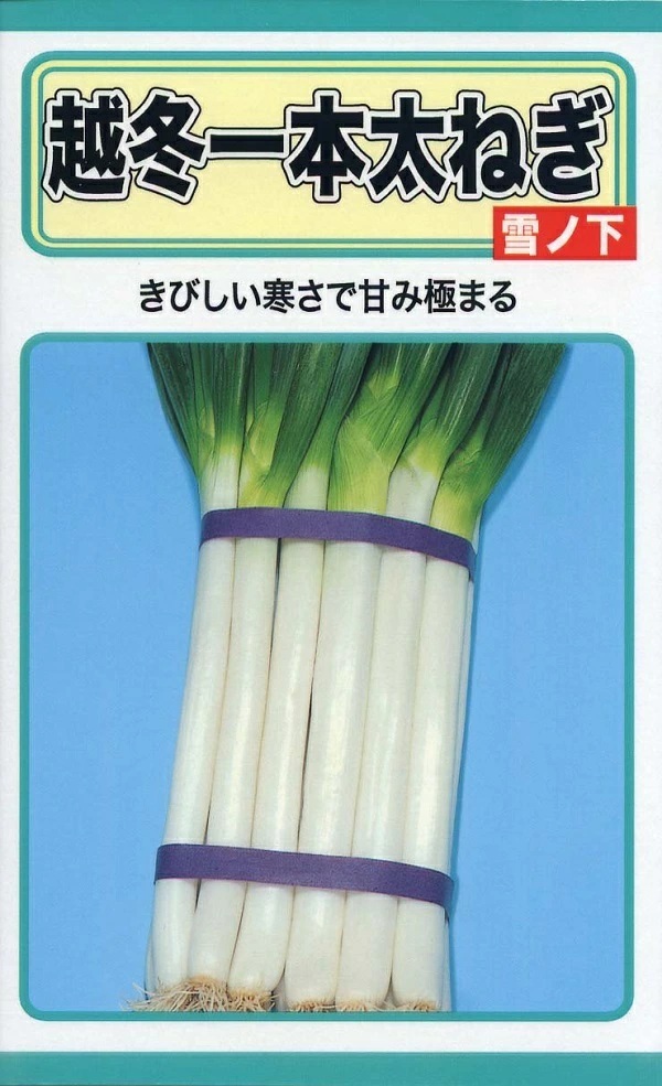 種子】 越冬一本太ねぎ 雪ノ下 トーホクのタネ