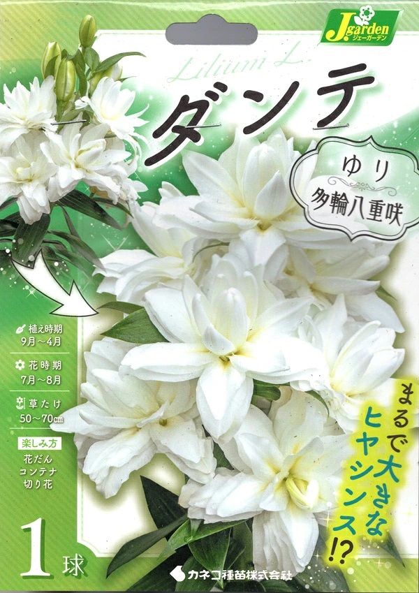 ゆり多輪八重咲きダンテ