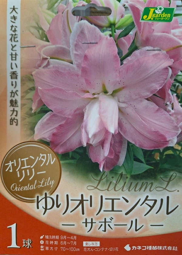 ゆりオリエンタルサボール