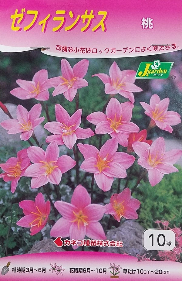 ゼフィランサス 桃 10球入