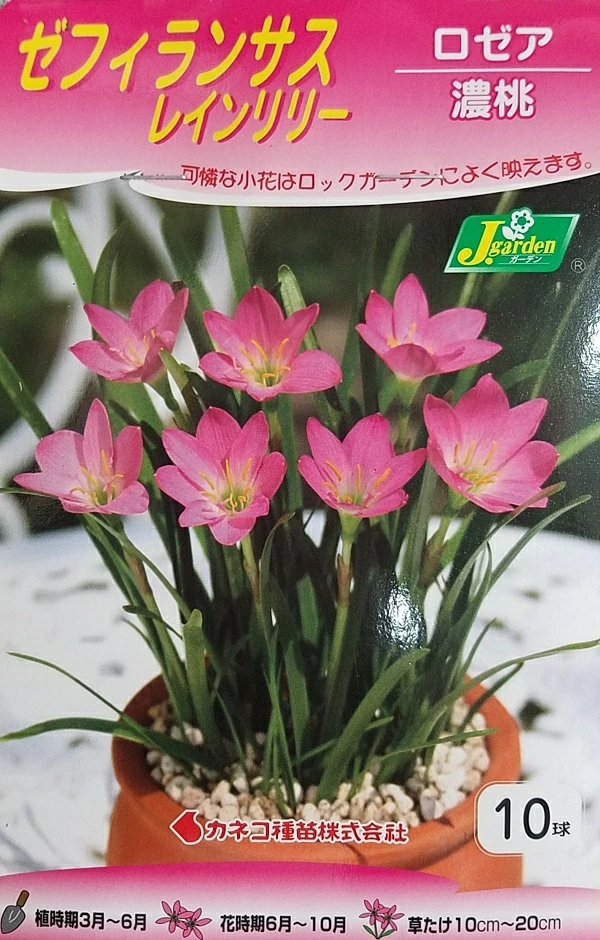 ゼフィランサス（レインリリー） ロゼア 濃桃 10球入