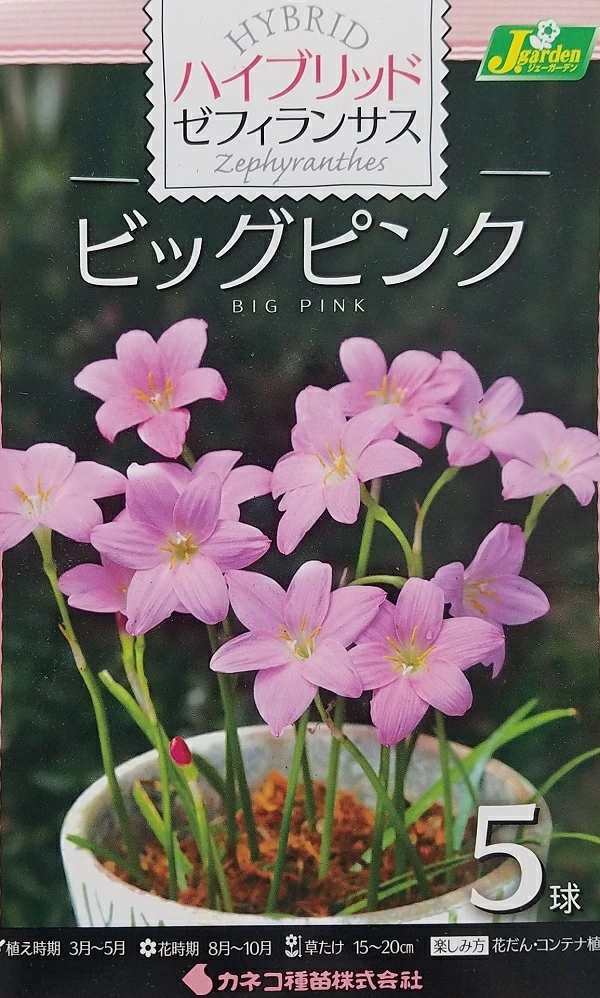 ハイブリッド ゼフィランサス ビッグピンク 5球入
