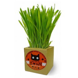 有機栽培猫草/ニャッパ