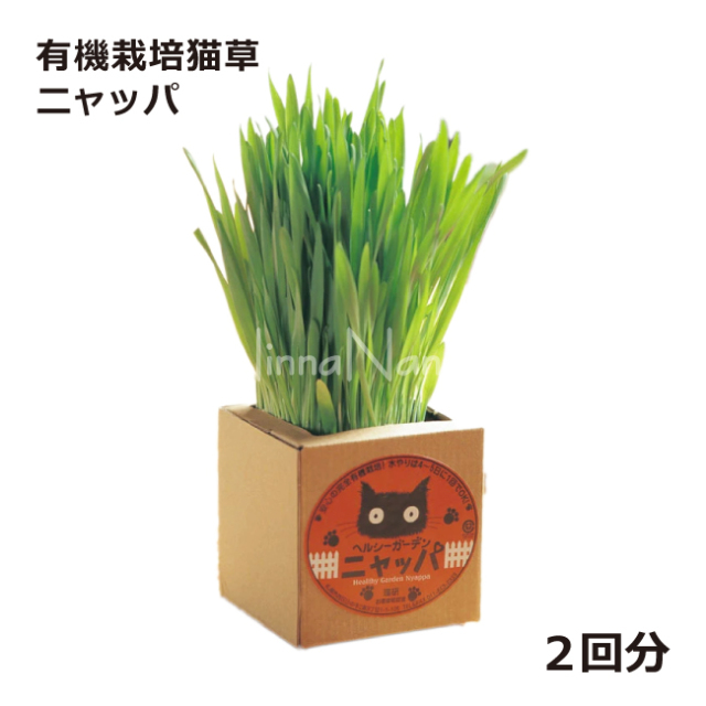 有機栽培猫草　ニャッパ　ネコ草　ネコ草栽培キット　大麦の猫草