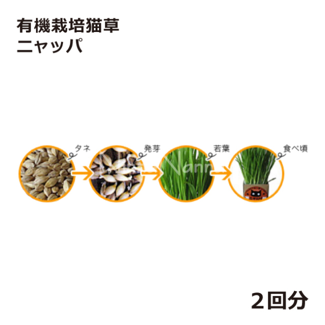 有機栽培猫草　ニャッパ　ネコ草　ネコ草栽培キット　大麦の猫草
