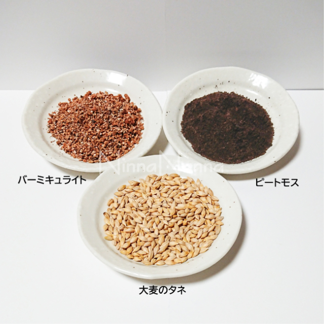 有機栽培猫草　ニャッパ　ネコ草　ネコ草栽培キット　大麦の猫草
