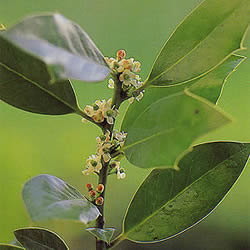 バッチフラワーレメディ/ホリー