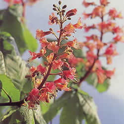 バッチフラワーレメディ/レッドチェストナット