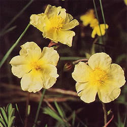 バッチフラワーレメディ/ロックローズ