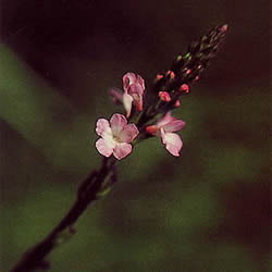 バッチフラワーレメディ/バーベイン