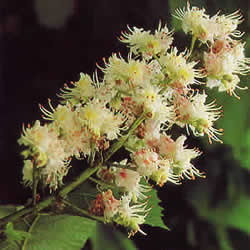 バッチフラワーレメディ/ホワイトチェストナット