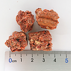 テラカニス/【DOG】/ガーデンドロップス/ベジタブルクッキー/50g